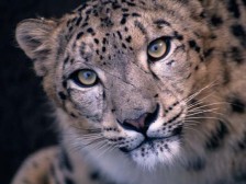 Snow Leopard