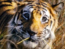 Bengal Tiger
