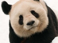 Giant Panda