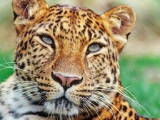 Amur Leopard