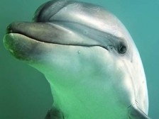 Bottlenose dolphin