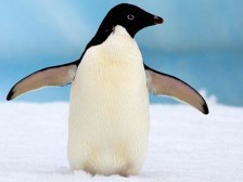 Adélie Penguin