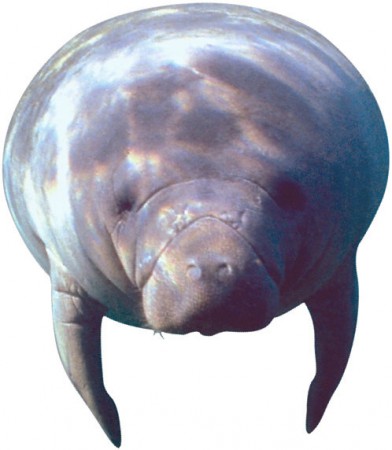 Manatee
