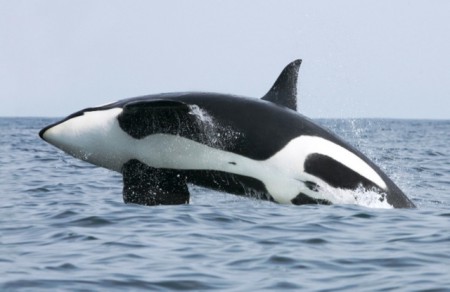 Orca