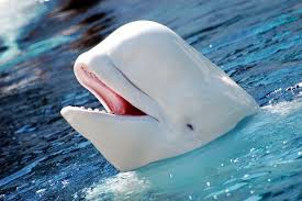 BELUGA