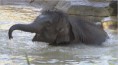 /album/photogallery/a27elephant-600-jpg/
