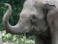 /album/photogallery/asian-elephant-8-13-2012-hero-and-circle-hi-247511-jpg/