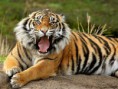/album/photogallery/bengal-tiger-roaring-normal-jpg/