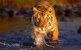 /album/photogallery/bengal-tiger-in-the-water-jpg/