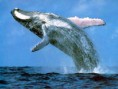/album/photogallery/blue-whale-pictures-3-jpg/