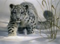 /album/photogallery/l19f-snow-leopard-cub-jpg/