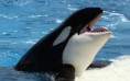 /album/photogallery/orca-orca-the-killer-whale-35737437-2880-1800-jpg/
