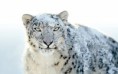 /album/photogallery/snow-leopard-jpg/