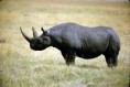 /album/photogallery/blackrhino2-v1-jpg/