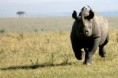 /album/photogallery/black-rhino-photo-via-rhinoresourcecenter-dot-com-jpg/