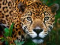/album/photogallery/jaguar-jpg/
